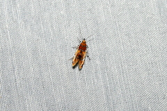 Epicallima argenticinctella