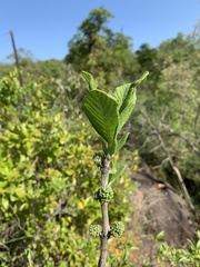 Pavetta schumanniana