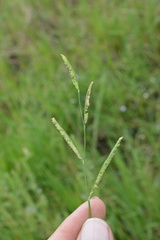 Paspalum denticulatum