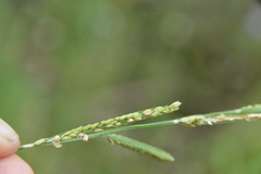 Paspalum denticulatum