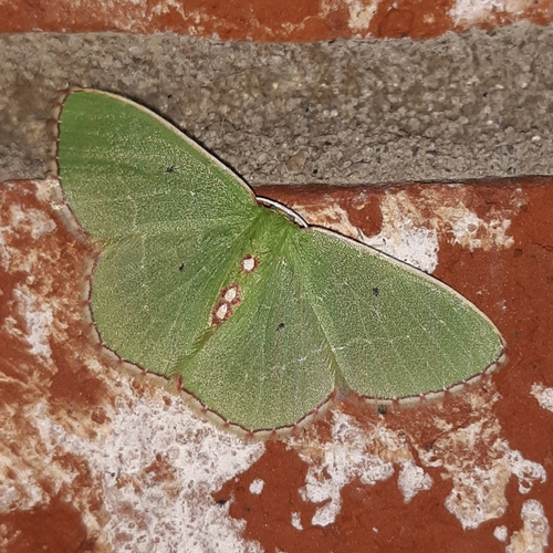 Red-bordered Emerald photo 5