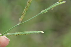 Paspalum denticulatum
