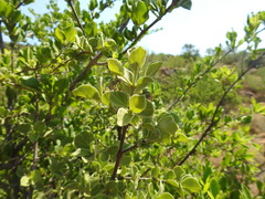 Afrocanthium gilfillanii
