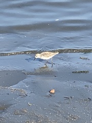 Calidris pusilla