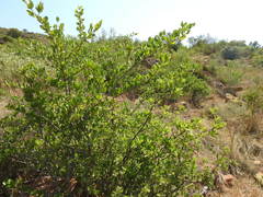 Afrocanthium gilfillanii