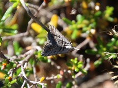 Dichromodes consignata