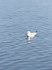 Chroicocephalus cirrocephalus