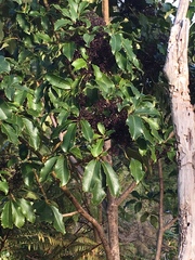 Pseudopanax arboreus