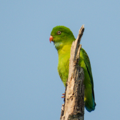 Vernal Hanging-Parrot photo 2