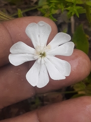 Silene undulata undulata