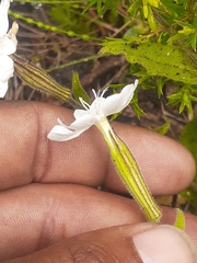 Silene undulata undulata