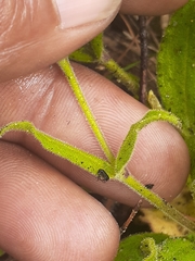Silene undulata undulata
