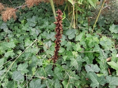 Orobanche hederae