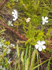 Silene undulata undulata