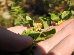 Afrocanthium gilfillanii