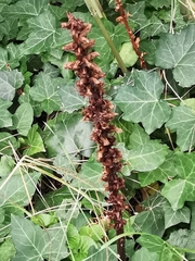 Orobanche hederae