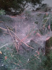 Tetranychus lintearius