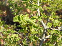 Afrocanthium gilfillanii