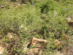 Afrocanthium gilfillanii