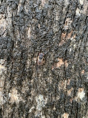 Popplepsalta notialis