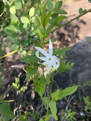 Jasminum multipartitum