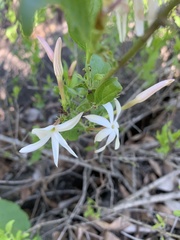 Jasminum multipartitum