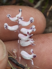 Cysticapnos cracca