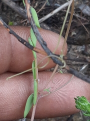 Cysticapnos cracca