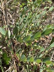 Phyllanthus parvulus parvulus