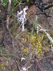 Cysticapnos cracca