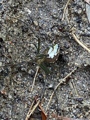 Leucauge dromedaria