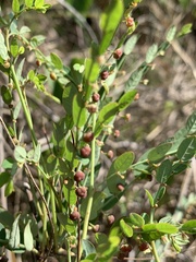 Phyllanthus parvulus parvulus