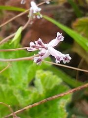 Cysticapnos cracca