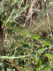 Phyllanthus parvulus parvulus
