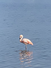 Phoenicopterus chilensis