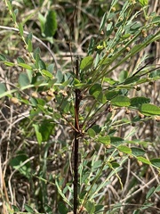 Phyllanthus parvulus parvulus