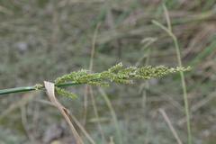 Echinochloa crus-pavonis