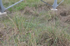 Echinochloa crus-pavonis