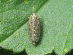 Euscelidius variegatus
