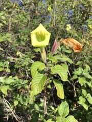 Ruellia conzattii