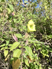 Ruellia conzattii