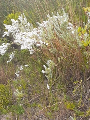 Eriocephalus racemosus racemosus