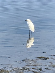 Egretta thula