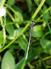Agriocnemis pieris