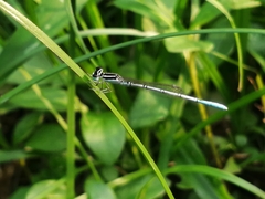 Agriocnemis pieris