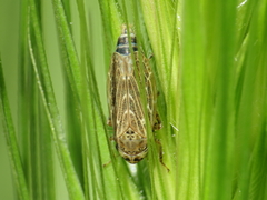 Euscelidius variegatus
