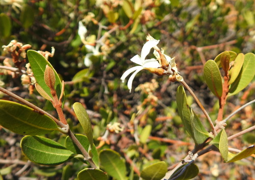 Ancylobothrys capensis (Ancylobothrys capensis)