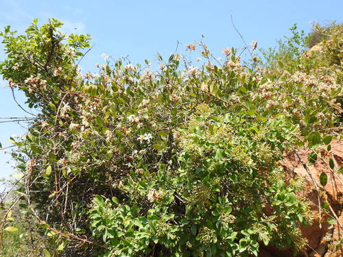Image of Wild Apricot by (c) Matthew Fainman, some rights reserved (CC BY)
