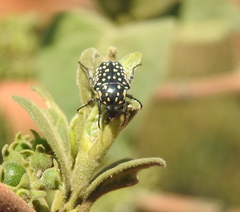 Oxythyrea testaceoguttata