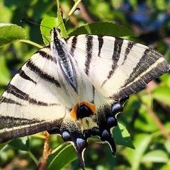 Iphiclides podalirius